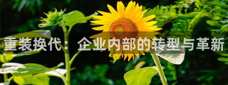 顺盈娱乐开户：重装换代：企业内部的转型与革新